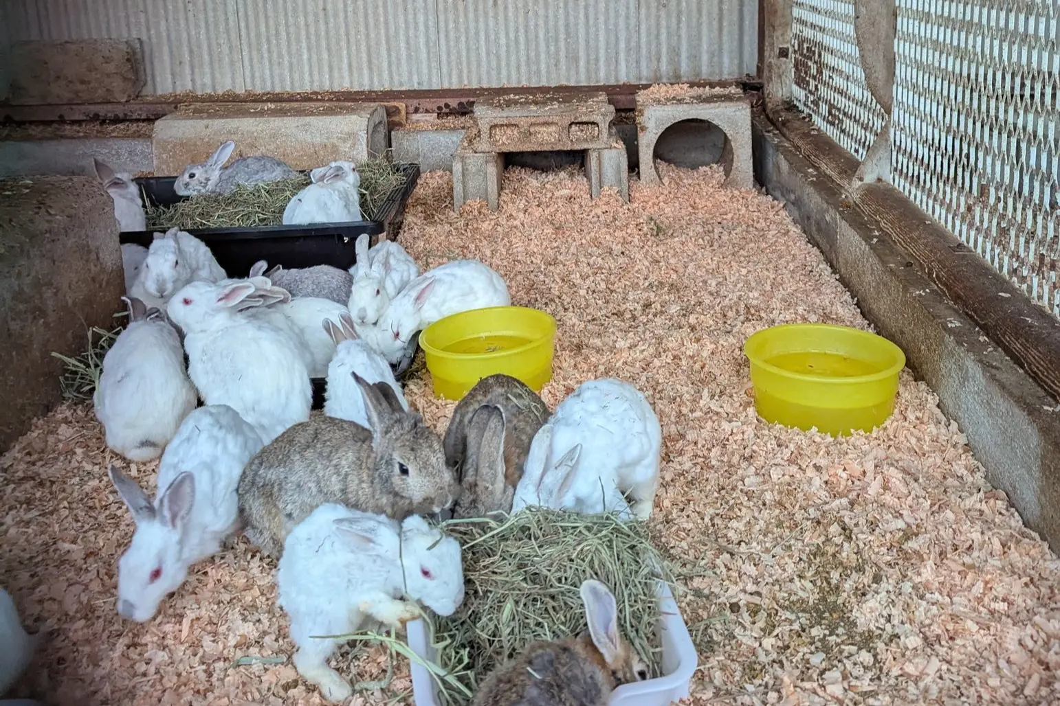 香川県「みろく自然公園」から保護した35匹のうさぎたちへのご支援を